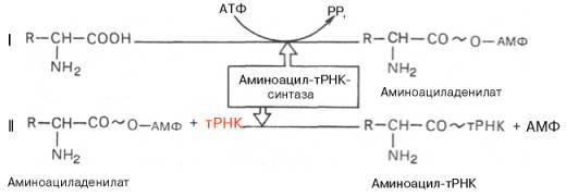 стадия. активирование аминокислот - student2.ru