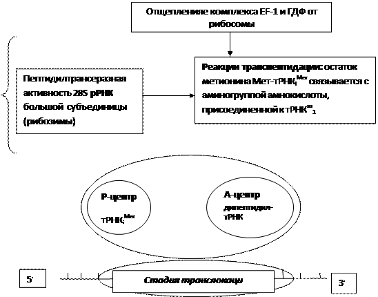 стадия. активирование аминокислот - student2.ru