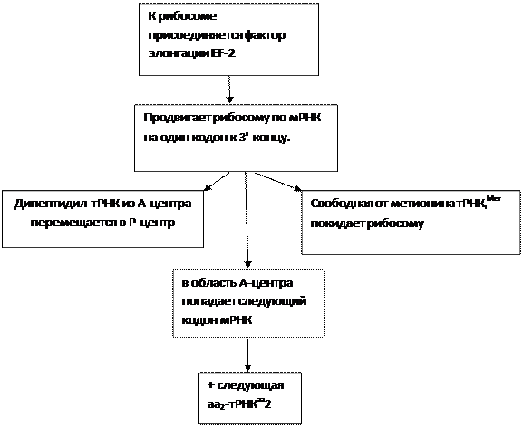 стадия. активирование аминокислот - student2.ru