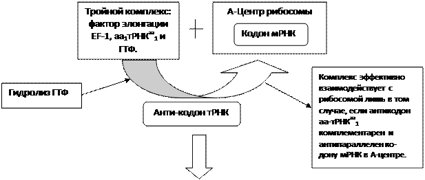 стадия. активирование аминокислот - student2.ru