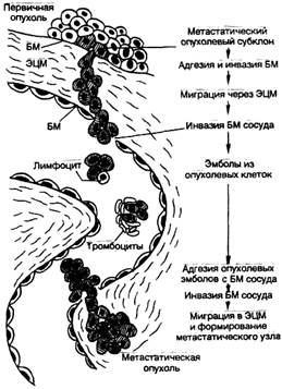Стадийность морфогенеза опухолей - student2.ru