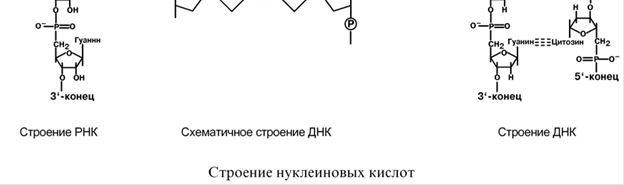 стратом является глутаминовая кислота и равновесие реакции сдвинуто в сторону - student2.ru