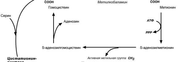 стратом является глутаминовая кислота и равновесие реакции сдвинуто в сторону - student2.ru