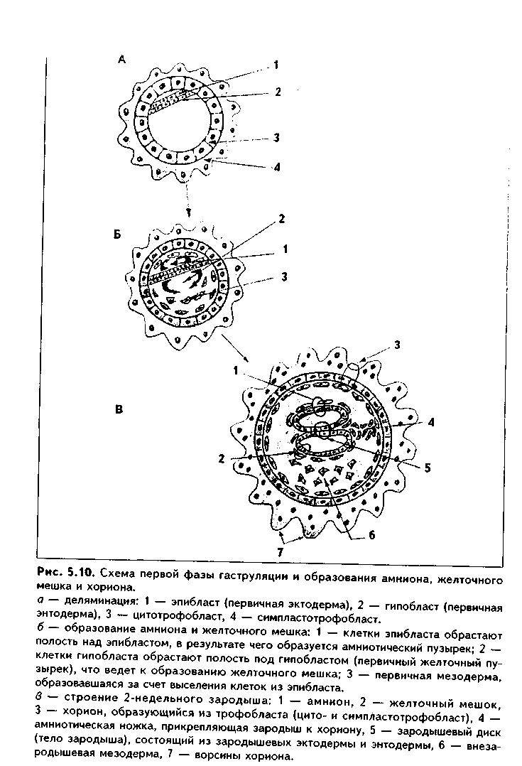 строение 2-недельного зародыша - student2.ru