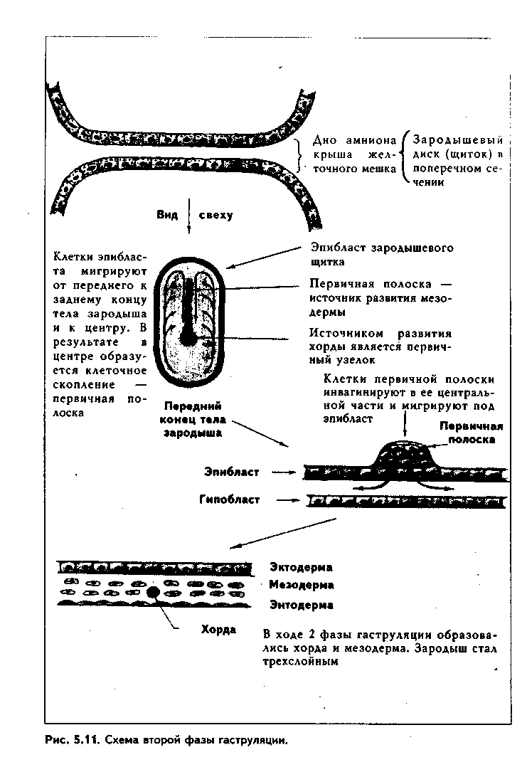 строение 2-недельного зародыша - student2.ru