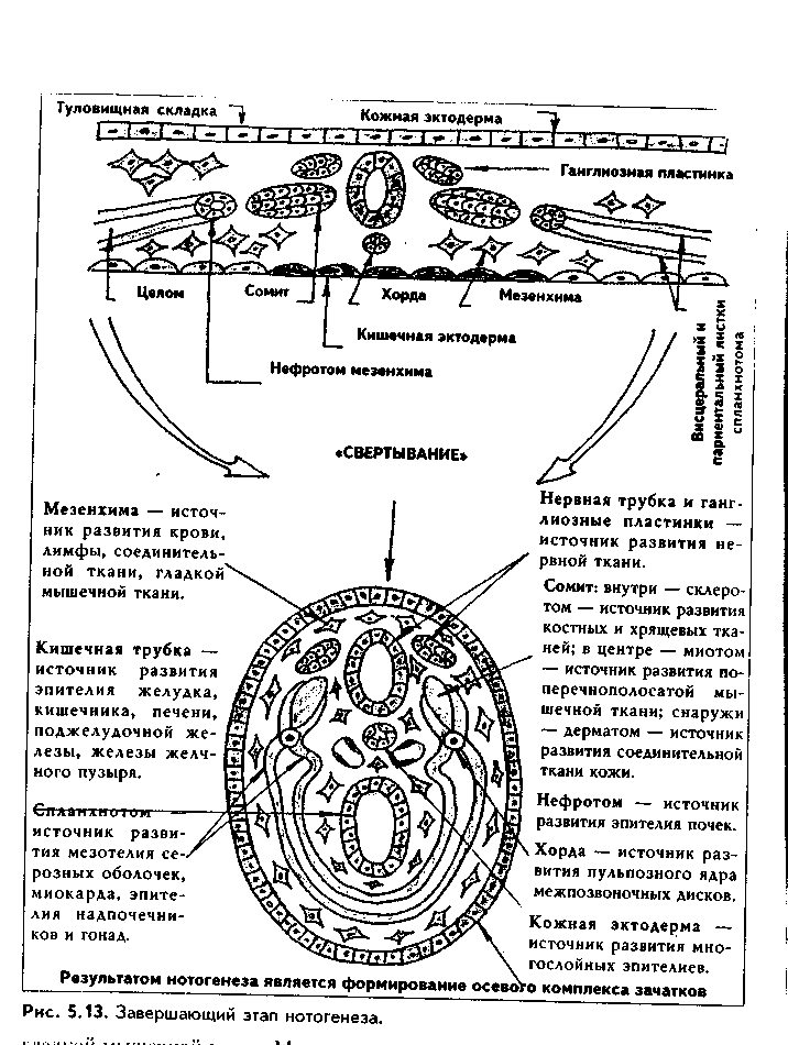 строение 2-недельного зародыша - student2.ru