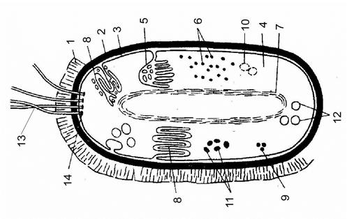 строение бактериальной клетки - student2.ru