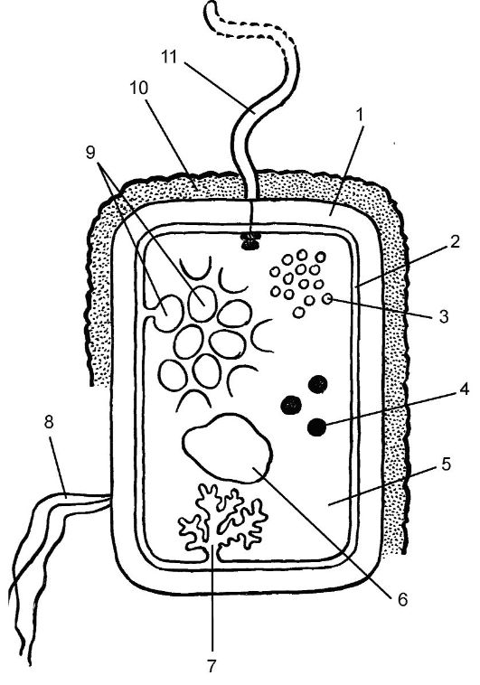 Строение бактериальной клетки. В составе клеточной стенки бактерий отсутствуют хитин и целлюлоза, что характерно для грибных и растительных клеток - student2.ru