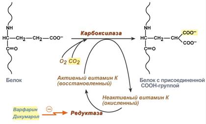 Строение двух форм витамина К - student2.ru