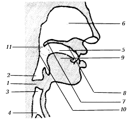 Строение голосового аппарата человека - student2.ru