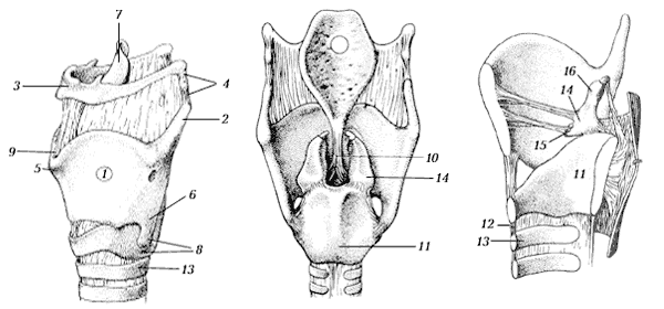 Строение голосового аппарата человека - student2.ru