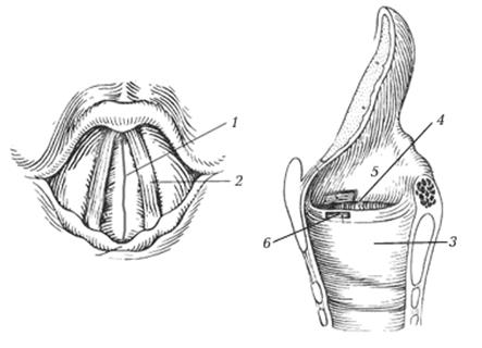 Строение голосового аппарата человека - student2.ru