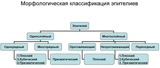 Строение и функции базальной мембраны. - student2.ru
