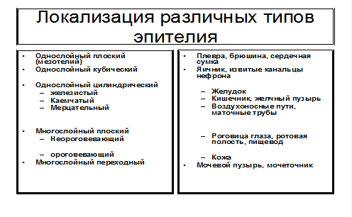 Строение и функции базальной мембраны. - student2.ru