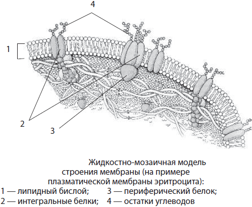 Строение и функции биологических мембран - student2.ru