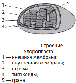 Строение и функции биологических мембран - student2.ru