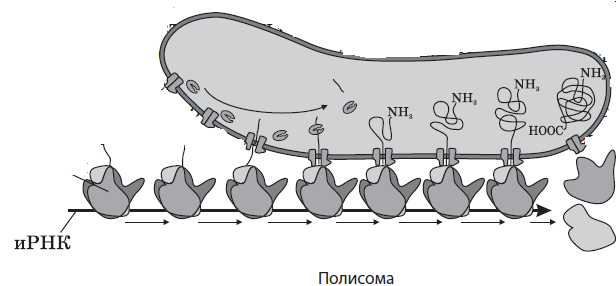 Строение и функции биологических мембран - student2.ru