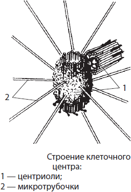 Строение и функции биологических мембран - student2.ru