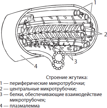 Строение и функции биологических мембран - student2.ru