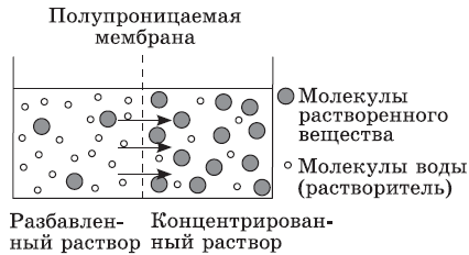 Строение и функции биологических мембран - student2.ru