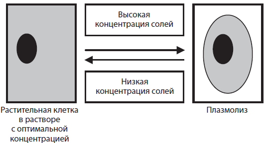 Строение и функции биологических мембран - student2.ru