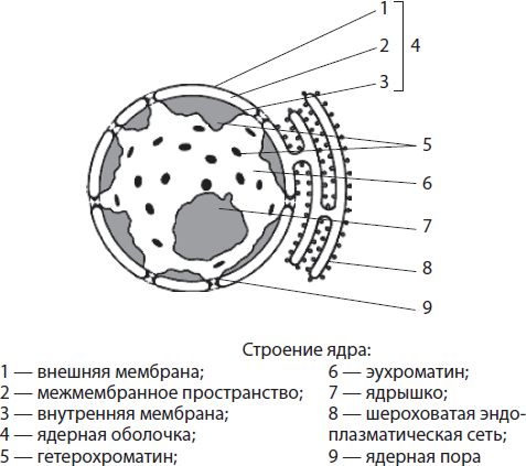 Строение и функции биологических мембран - student2.ru