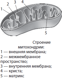 Строение и функции биологических мембран - student2.ru