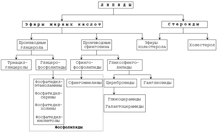 строение и функции биологических мембран. липиды биомембран. механизмы транспорта веществ через биомембраны - student2.ru