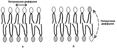 строение и функции биологических мембран. липиды биомембран. механизмы транспорта веществ через биомембраны - student2.ru