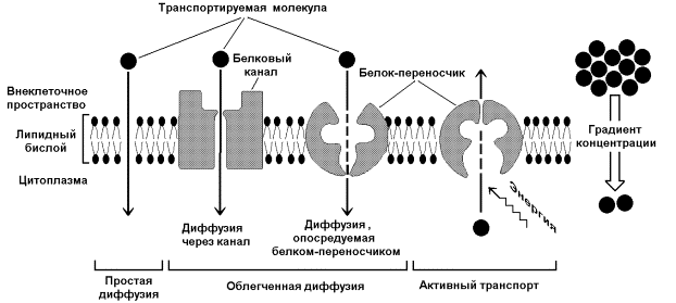 строение и функции биологических мембран. липиды биомембран. механизмы транспорта веществ через биомембраны - student2.ru