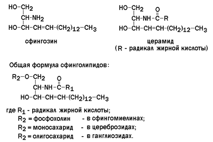 строение и функции биологических мембран. липиды биомембран. механизмы транспорта веществ через биомембраны - student2.ru