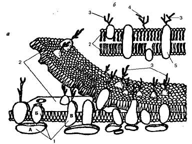 Строение и функции биологических мембран. Транспорт веществ через биологические мембраны - student2.ru