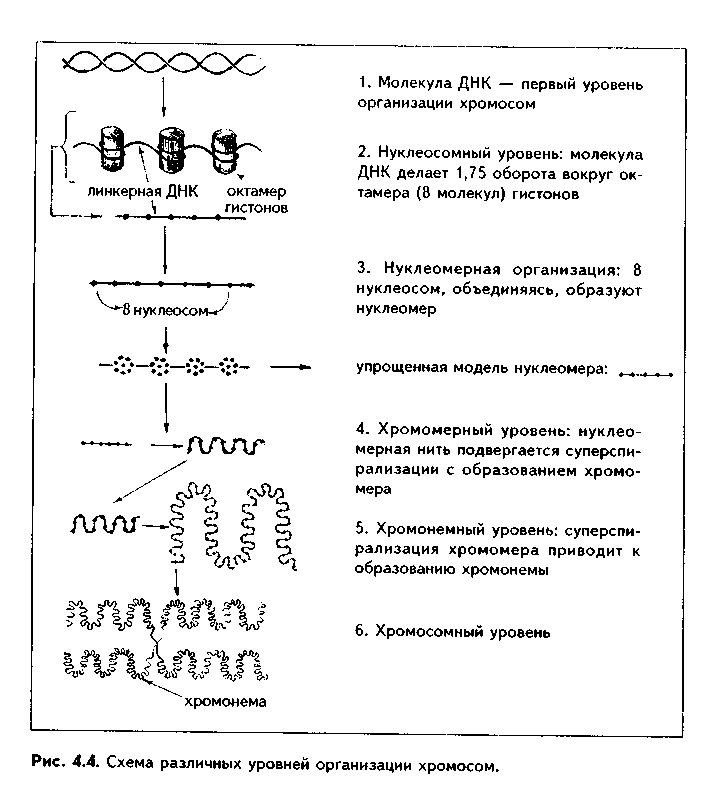 строение и функции клеточного ядра - student2.ru