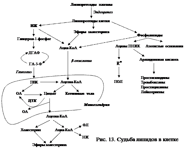 Строение и функции липидов - student2.ru