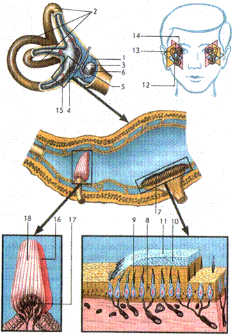 строение и функции органа равновесия (вестибулярного аппарата). вестибулярный анализатор - student2.ru