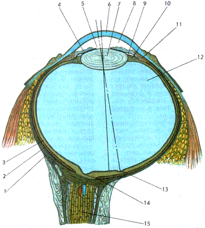 строение и функции органа зрения - student2.ru