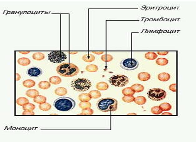 Строение и функции органов иммунной системы - student2.ru