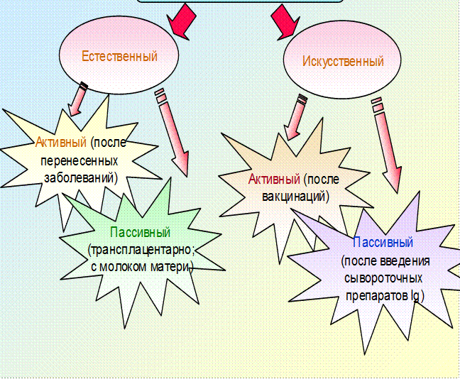 Строение и функции органов иммунной системы - student2.ru