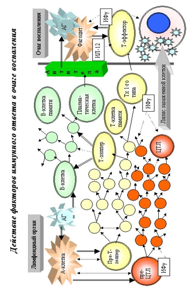 Строение и функции органов иммунной системы - student2.ru