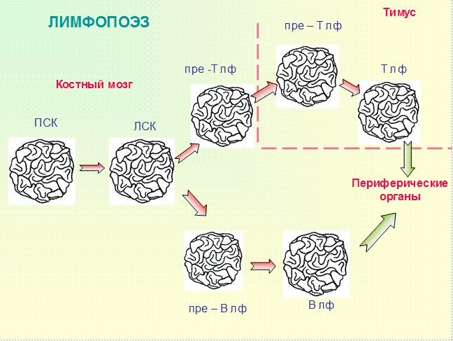 Строение и функции органов иммунной системы - student2.ru