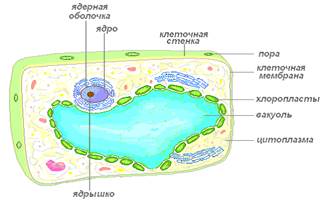 Строение и функции растительной клетки - student2.ru