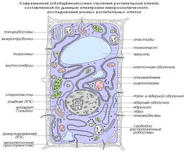 Строение и функции растительной клетки - student2.ru