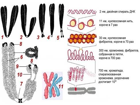 Строение и функции ядра клетки. - student2.ru