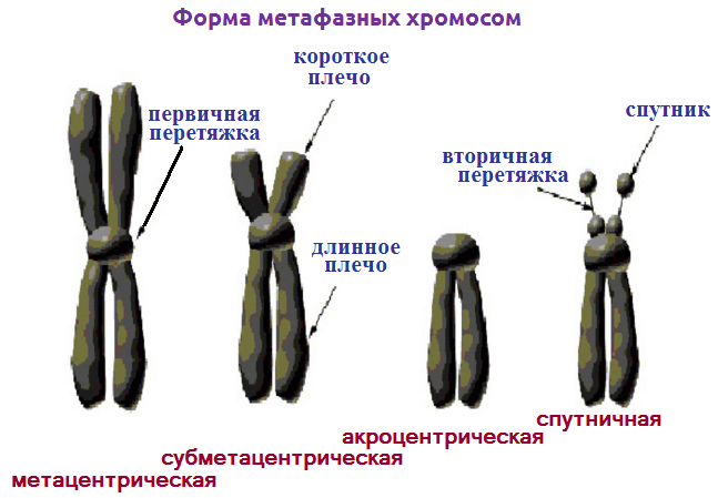 Строение и функция хромосом - student2.ru