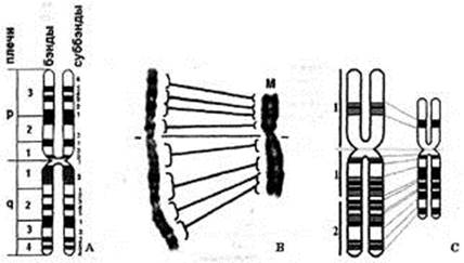 Строение и функция хромосом - student2.ru