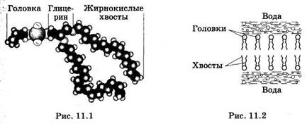 Строение и модели мембран - student2.ru