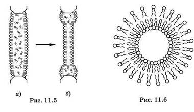 Строение и модели мембран - student2.ru
