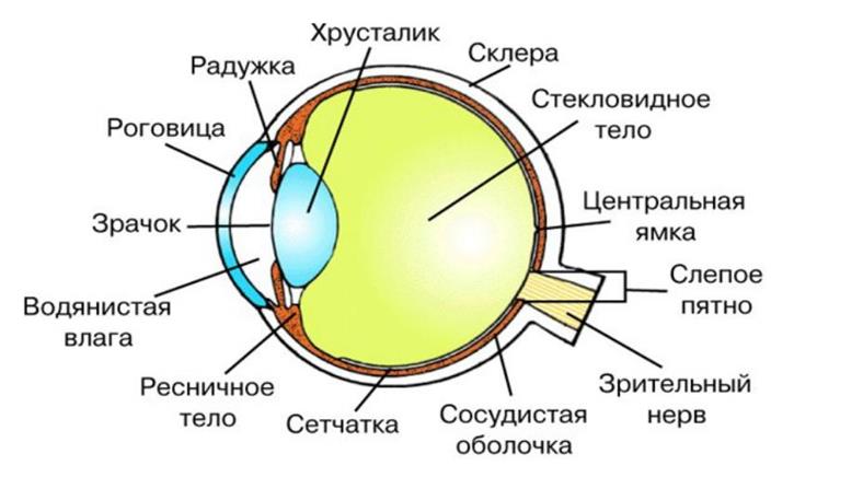 Строение и работа зрительного анализатора человека - student2.ru