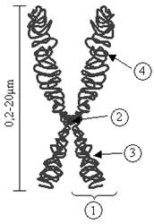 Строение хромосом. Современные представления об уровнях организации хромосом. Понятие о генетических картах хромосом. классификация хромосом - student2.ru