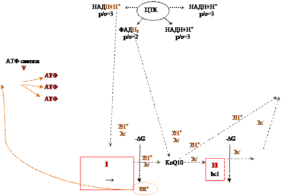 Строение митохондриальной ЦПЭ - student2.ru